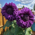 Giant Teddy Bear Sunflower Seeds - 50pcs Purple Enchanting Variety for Magical Garden Borders - Helianthus annuus