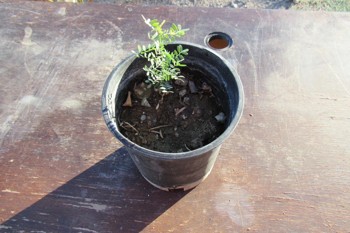 Desert Ironwood Tree Bonsai - Well Rooted Olneya Tesota - Unique Indoor/Outdoor Plant for Collectors