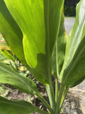 Organic Green Ti Leaf Plant Cuttings 12 Count 6-7 Inch Manoa - Hawaii Grown (Cordyline fruticosa)