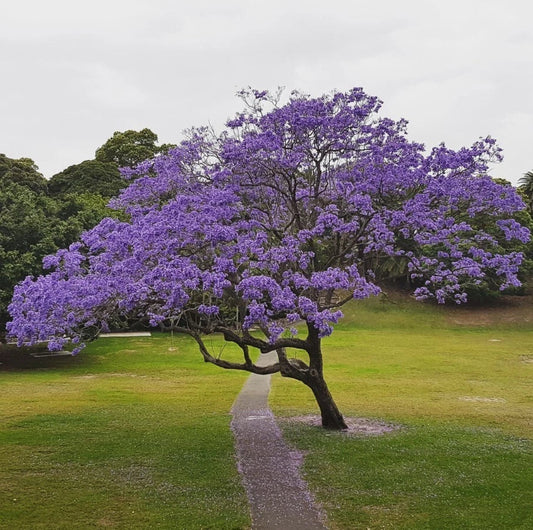 Blue Jacaranda Tree Plant - 6 to 8 Inches - Jacaranda Mimosifolia - Live Indoor/Outdoor Tree