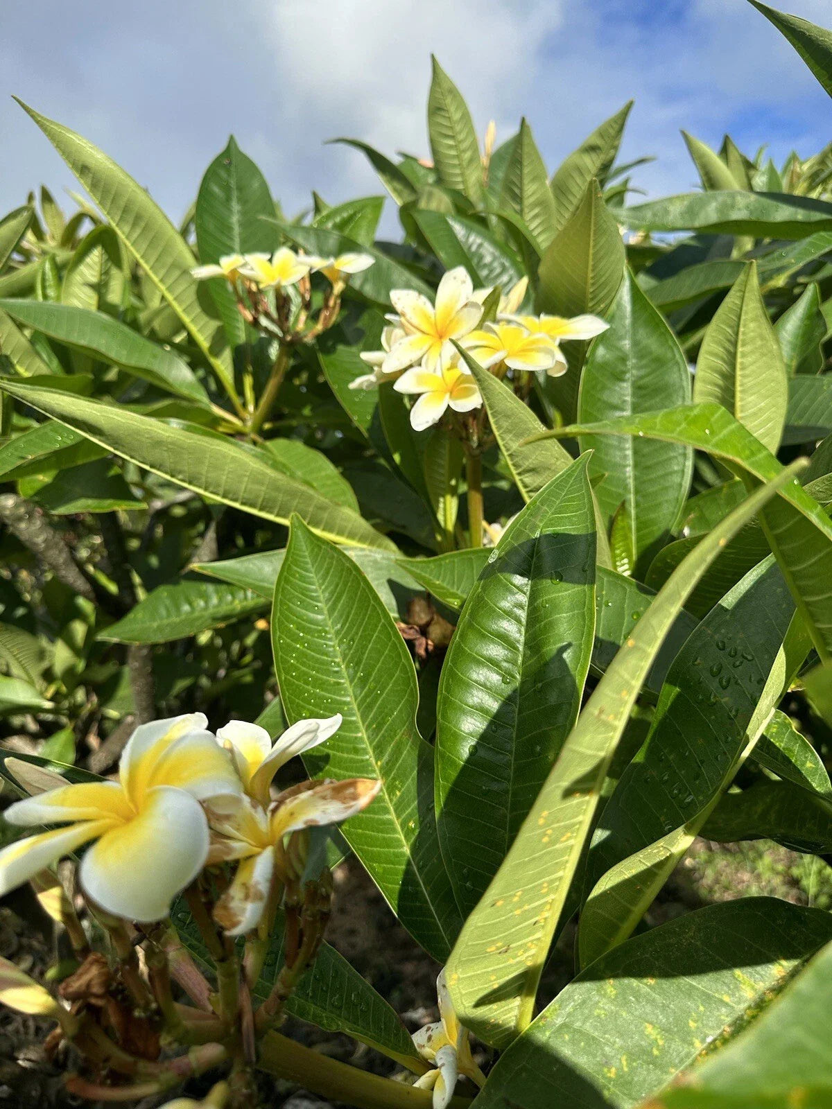 Yellow Plumeria Cutting 10 Inch Unrooted Fresh Starter x1 - Plumeria alba - Locally Grown Big Island Kealakekua