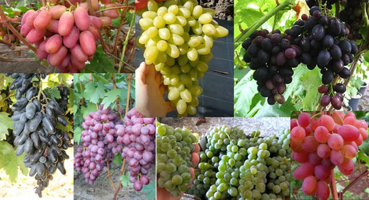 Grape Cuttings Mix - 7 Rooting Cuttings of Best Varieties for Home Garden - Vitis vinifera