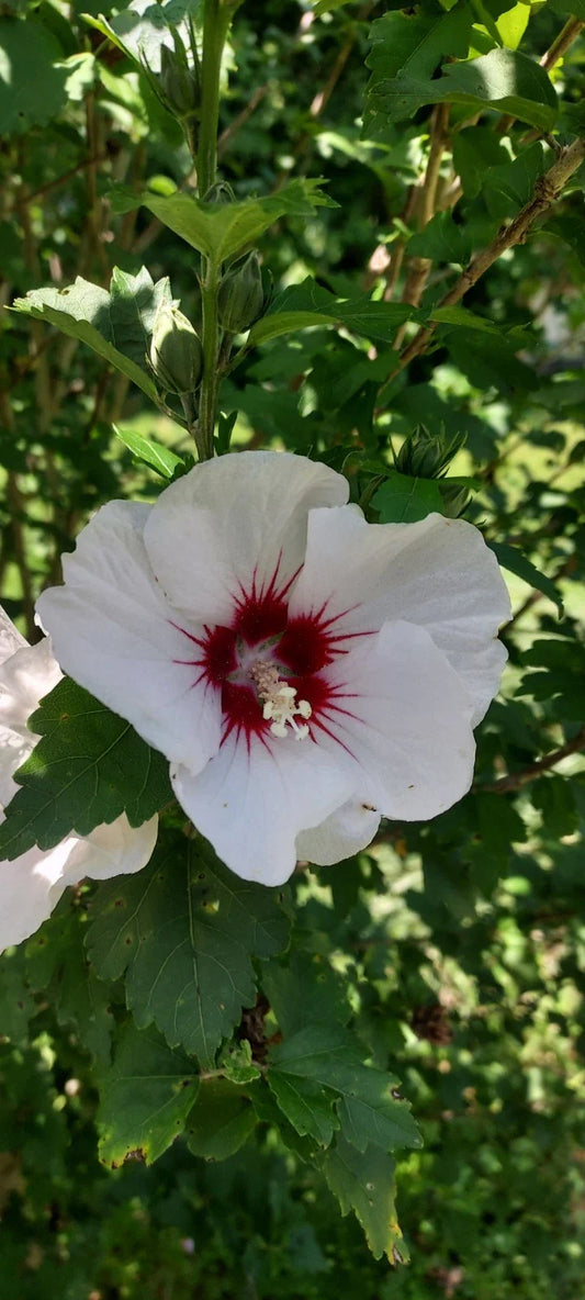 Unrooted Cuttings of White and Maroon Rose of Sharon, Hibiscus syriacus