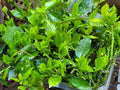 Aucuba Japonica Golden Dust Cuttings - 6 Beautiful Evergreen Gold-Dust Tree Clippings