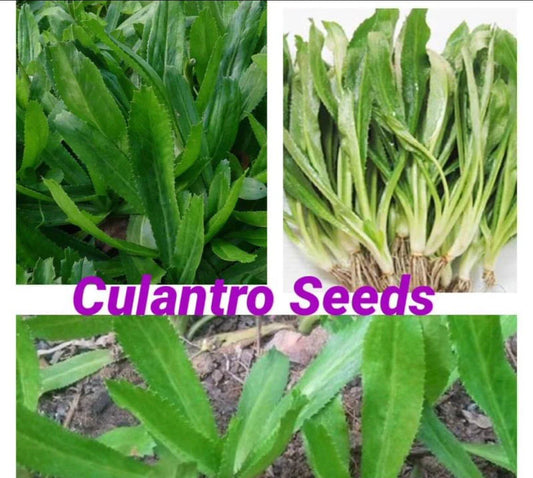 200 Seeds Culantro Mexican Coriander De Alcapate Cilantro Ancho Recao - Eryngium foetidum