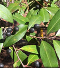 20+ Cherry Laurel Tree Seeds - Prunus caroliniana - Carolina Cherry Laurel - Ideal for Landscaping and Privacy Screens