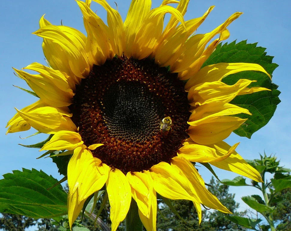 Black Russian Sunflower Seeds - 100 Fresh Seeds - Helianthus annuus for Garden Planting