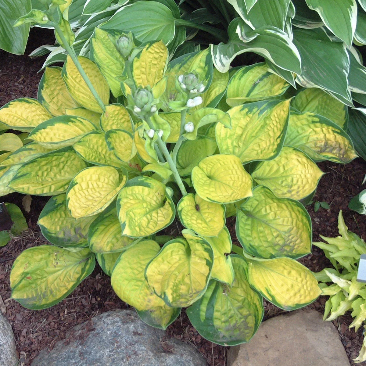 Hosta Plant in 5.25" Pot - Rainforest Sunrise Perennial for Shade - Hostaceae