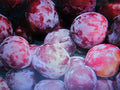 Fresh Cuttings Santa Rosa Plum Tree - Sweet Fruit, Hardy - Prunus salicina - No Roots + Instructions