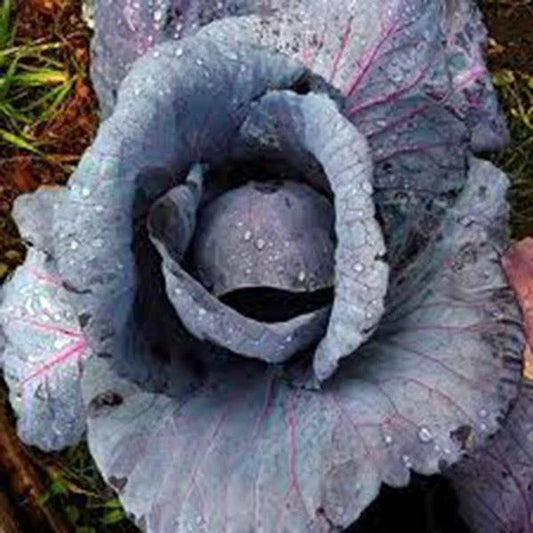 Cabbage Seeds, 100 Seeds, Red Acre Heirloom, Non-GMO, Brassica oleracea