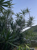15 Bulk Hawaiian Dragon Tree Cuttings - Dracaena Marginata Money Tree - Organic Bonsai Plants