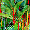 20 Red Sealing Wax "Lipstick" Palm Tree Seeds - Cyrtostachys renda - Tropical Indoor Plant Seeds for Houseplant Enthusiasts