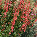Penstemon Plant - Eaton's Red Hummingbird Beardtongue - Perennial Flowering Plant (Penstemon eatonii)