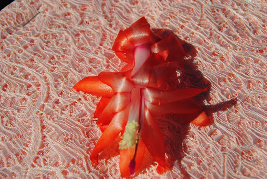 Christmas Cactus Starter Plant - Peach Party - Schlumbergera Truncata - Well Rooted Healthy Plant for Home Decor