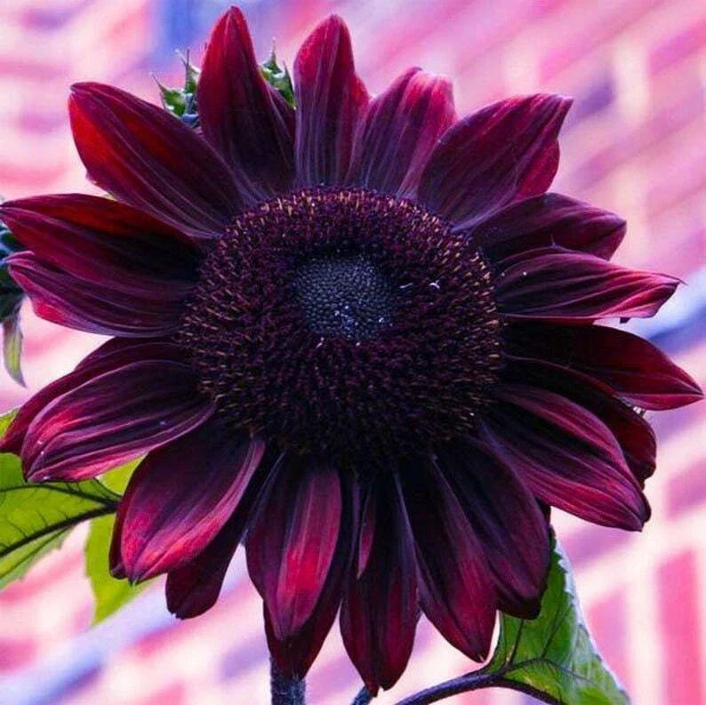 Sunflower Seeds - Heirloom Chocolate Cherry Variety - Rare, Vibrant Color - Free Shipping - Helianthus annuus