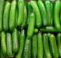 30 Alpha Cucumber Seeds for Planting - Persian Beit, Cucumis sativus, Heirloom Variety