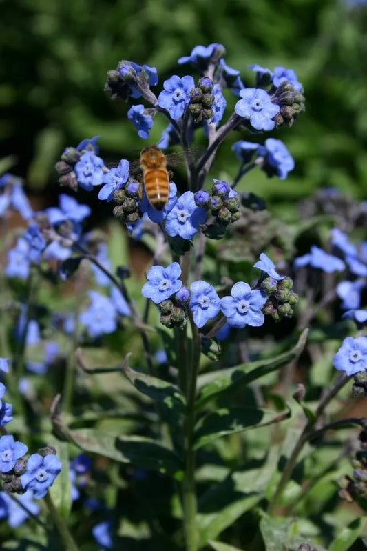 Chinese Forget-Me-Not Flower Seeds, 200+ Heirloom Non-GMO, Myosotis sylvatica, Free Shipping USA