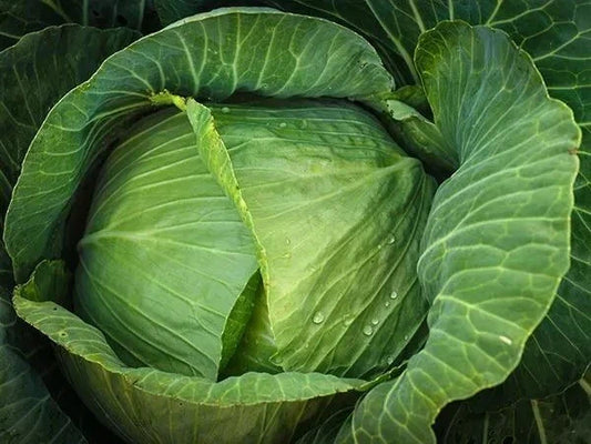 Cabbage Seeds - 400+ Heirloom Brunswick Variety - Non-GMO, Fresh Seed Pack - Brassica oleracea