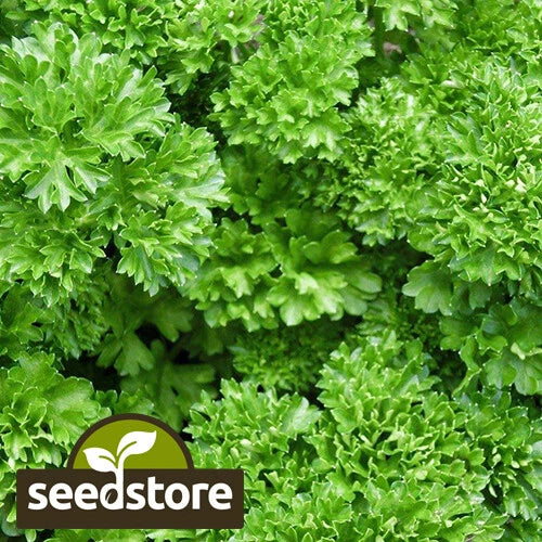 Forest Green Parsley Seeds | Heirloom Non-GMO Herb | Petroselinum crispum
