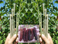 Pakistan Mulberry Cuttings - 10 Organic Fresh Cuttings for Rooting or Grafting - Morus alba