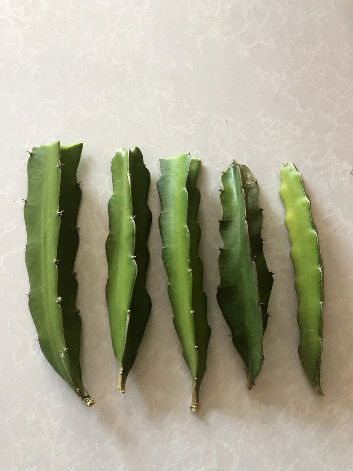 Red Dragon Fruit Cuttings 5 Pcs Pink Skin Red Flesh Ready To Plant Hylocereus undatus