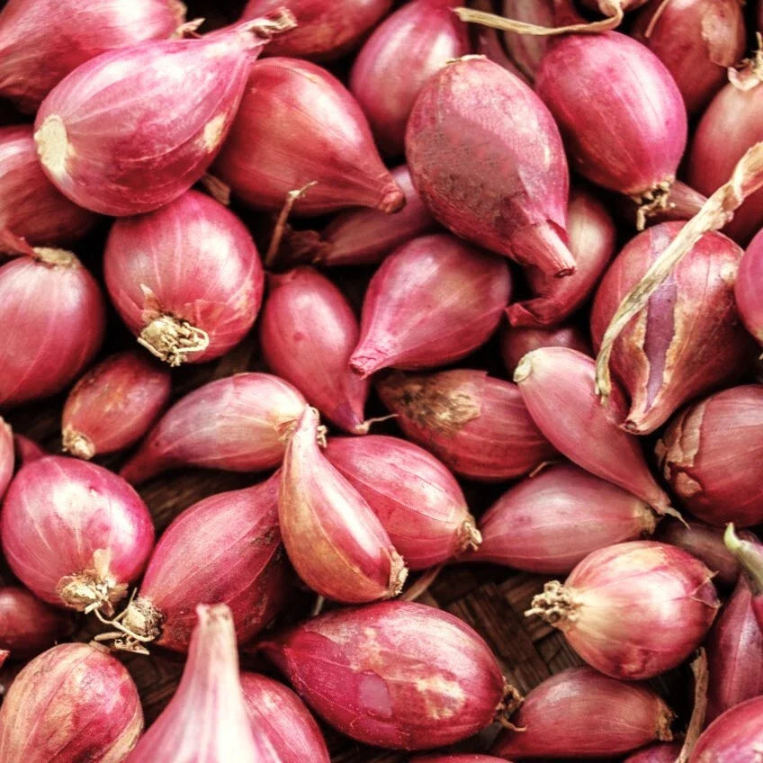 Nero Shallot Sets Bulbs | Traditional Round Onion Seed | Fast Shipping | Allium ascalonicum