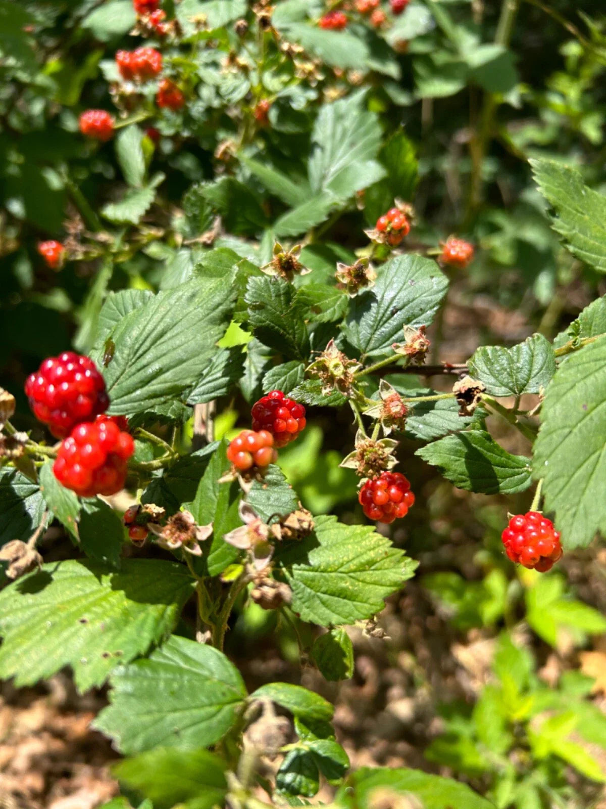 Allegheny Wild Blackberry Transplants - Live Perennial Edible Plant - Rubus allegheniensis - Organic Gardening Supplies