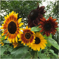 Autumn Beauty Sunflower Seeds - 25+ Non-GMO Organic Seeds - Helianthus annuus - Vibrant Colors for Gardens and Bouquets