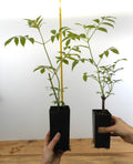 Black Elderberry Plants - Potted - 6 Varieties - American & European - Sambucus nigra & Sambucus canadensis