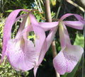Bc Jenosa Orchid Plant - Bare Root - B. nodosa x C. jenmanii - Fragrant Blooming Variety - Perfect for Collectors