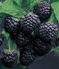 Cumberland Black Raspberry Plant 1-2 Years Rubus occidentalis Hardy Disease-Resistant Fruit Plant for Home Garden