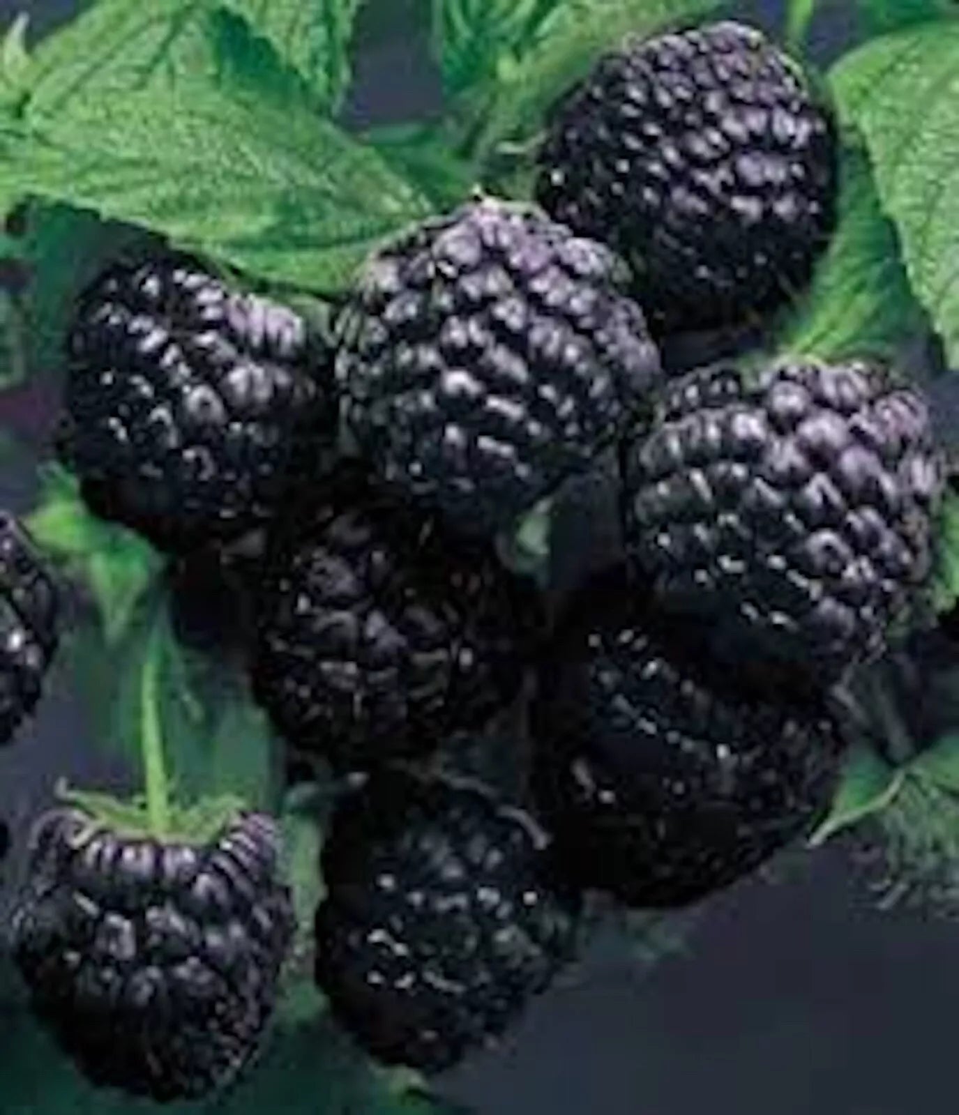 Cumberland Black Raspberry Plant 1-2 Years Rubus occidentalis Hardy Disease-Resistant Fruit Plant for Home Garden