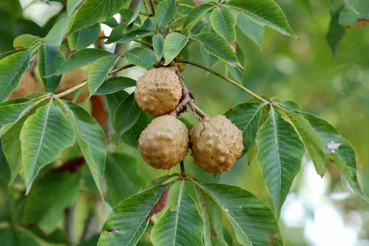 Buckeye Tree Seeds for Planting, 2 Pack, State Tree of Ohio, Aesculus glabra
