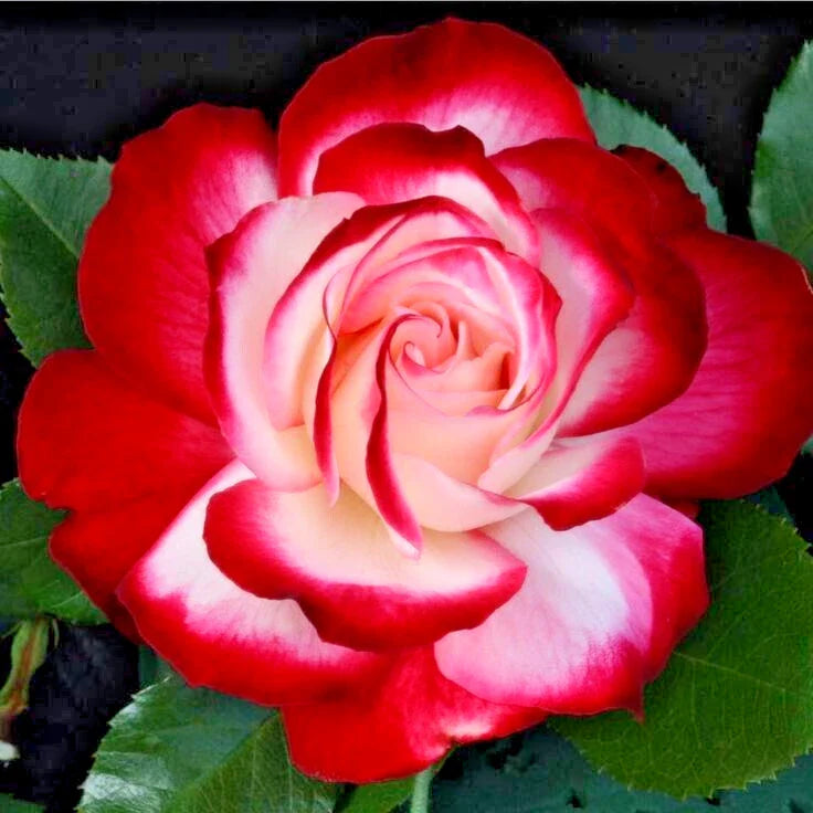 Rose Bush Fire & Ice 1-2 Ft Red & White Fragrant Hybrid Tea Floribunda Plant