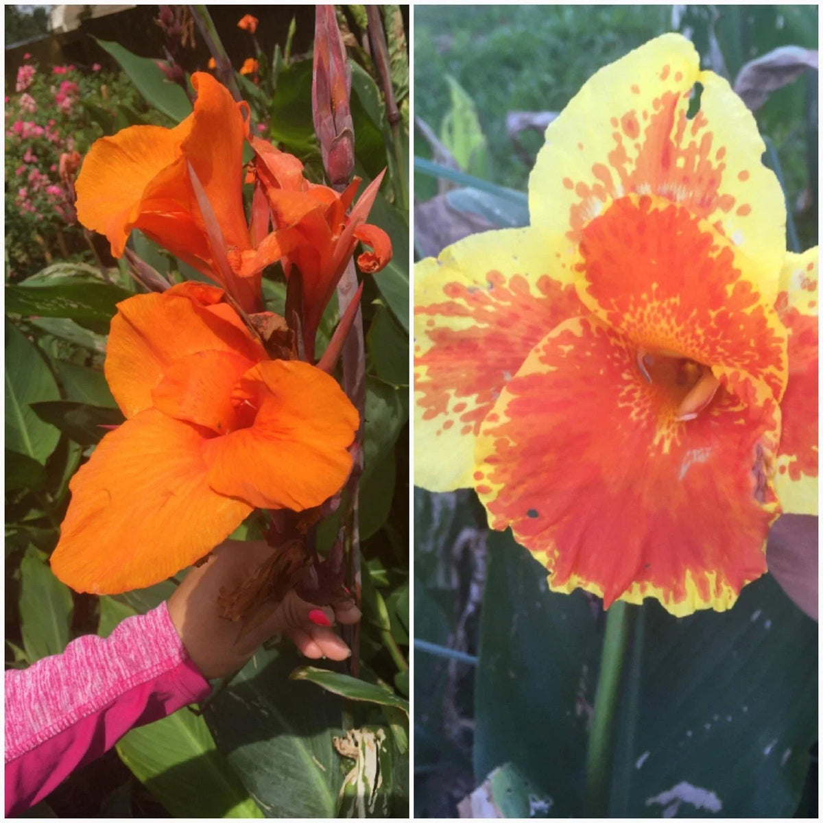 Canna Lily Bulbs Mixed - 4 Pack, 2 of Each Color - Bulbos De Coyoles Mezclados, Colorful Tropical Garden Plants