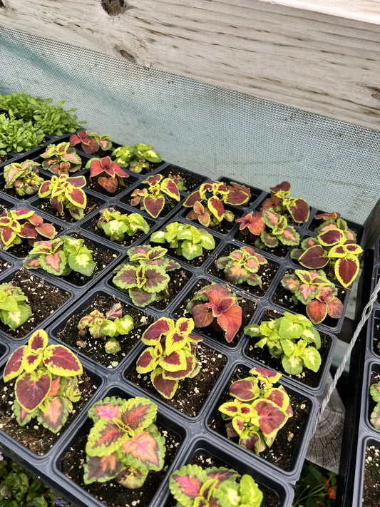 Coleus Seeds Mix - Rainbow Variety - Multiple Colors - Annual House Plants - Perfect for Outdoor Gardens