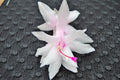Christmas Cactus Starter Plant - Island Pearl - Schlumbergera Truncata - Well Rooted, Healthy Plant for Home Decor or Gifting