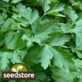 Italian Dark Green Parsley Seeds | Heirloom Non-GMO | Gardening Supplies | Petroselinum crispum