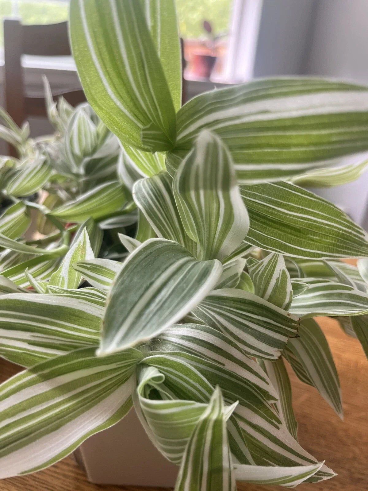 Wandering Jew Cuttings - 5 Pieces - Tradescantia Albiflora - Easy Care Houseplant
