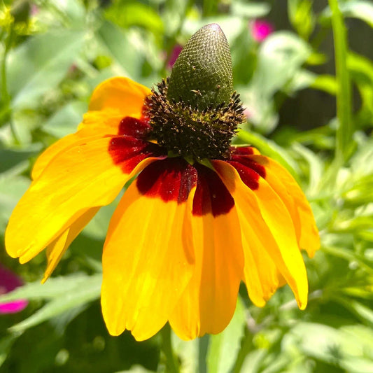 Clasping Coneflower Seeds - Yellow Variety for 2025 Planting - Dracopis Rudbeckia