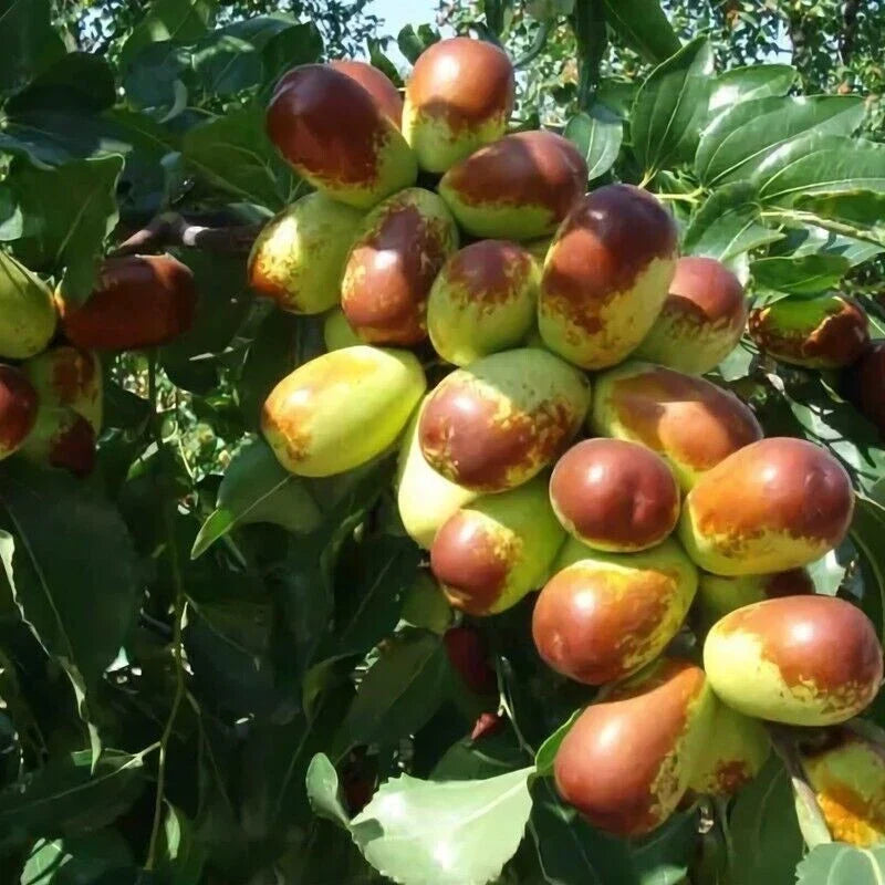 5pcs Jujube Cuttings - Sherwood Variety - Chinese Red Date - Tao Tau - Hong Tao (Ziziphus jujuba)