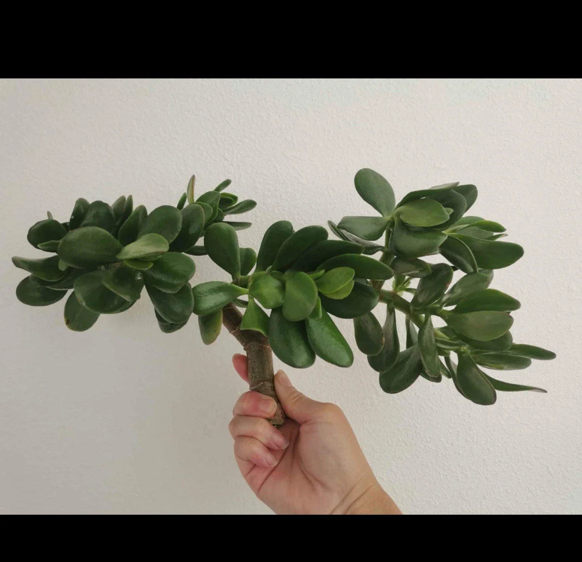 Thick Cutting Jade Plant Succulent 0.75 - 1 Inch Diameter Crassula ovata - Perfect for Home Decor and Gardening