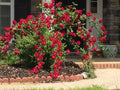 Dr. Huey Rose Plant Cuttings - Live Climbing Flower Shrub - Rosa 'Dr. Huey' - 8 Healthy Cuttings for Gardening
