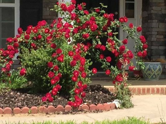 Dr. Huey Rose Plant Cuttings - Live Climbing Flower Shrub - Rosa 'Dr. Huey' - 8 Healthy Cuttings for Gardening