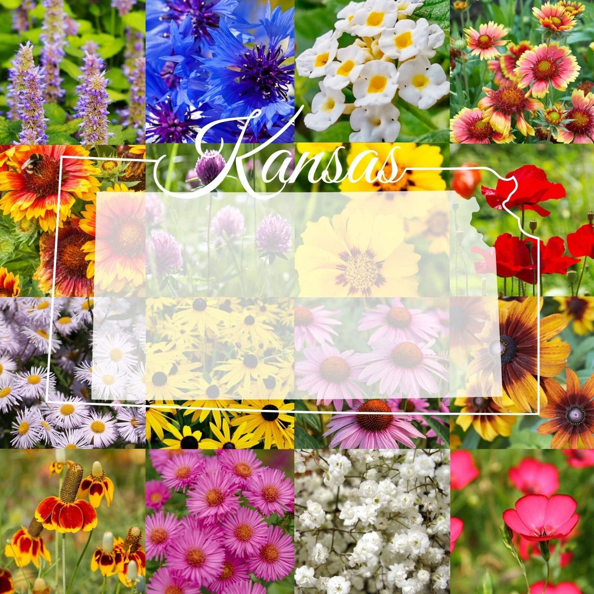 Eastern Kansas Wildflower Seed Mix 1/4LB Bulk - Covers 2,000 sq ft, Native Wildflowers for Gardens (No Scientific Name)