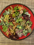 Succulent Cuttings 40 Pieces Mixed Varieties Ideal for Succulent Design - Echeveria, Sedum, Crassula, and More