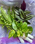 Rooted Plant Cuttings Variety Pack - 15 Assorted Cuttings for Home Gardening - Perfect for Propagation and Plant Lovers