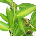 Live Variegated Vanilla Vine Plant – 3–5" Tall – Rare Rooted Vanilla Planifolia – Indoor or Outdoor Plant