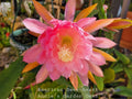 Unrooted Epiphyllum Cuttings - American Sweetheart - 8 to 10 Inches Long - Epiphyllum oxypetalum
