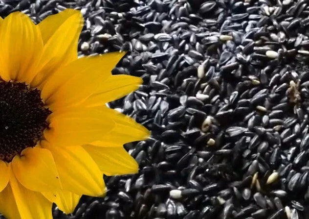 500+ Heirloom Black Oil Sunflower Seeds - Non-GMO, Fresh - Helianthus annuus